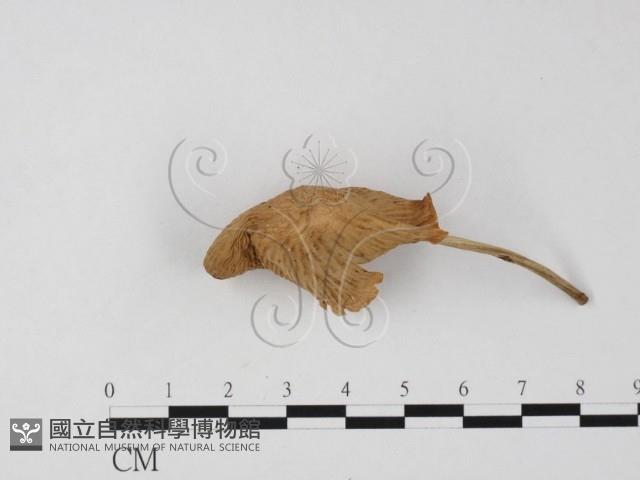 登錄號:F0025833藏品圖，第3張