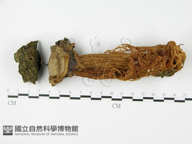 登錄號:F0015833藏品圖，第3張