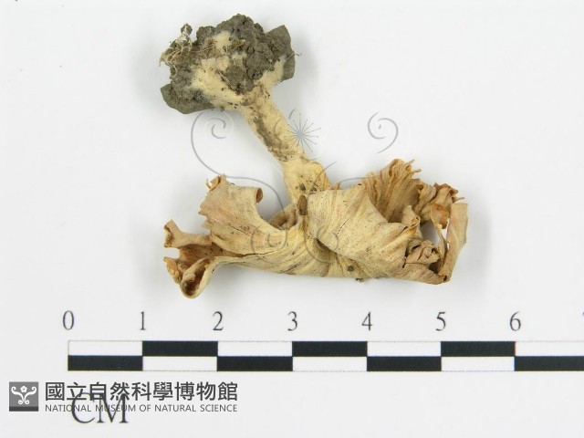 登錄號:F0003833藏品圖，第3張