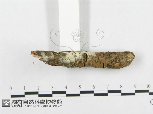 登錄號:F0013833藏品圖，第3張