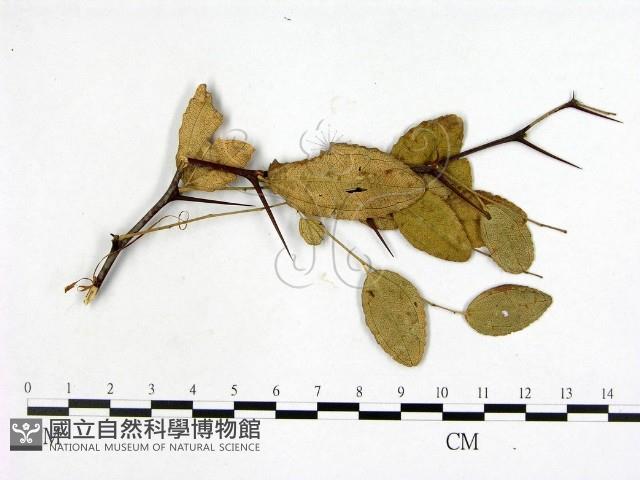登錄號:F0018933藏品圖，第3張