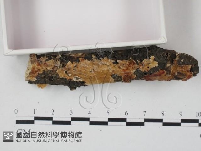登錄號:F0020933藏品圖，第3張