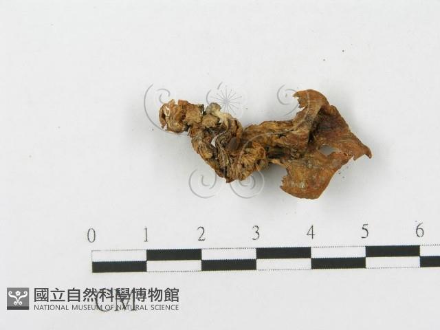 登錄號:F0010933藏品圖，第3張