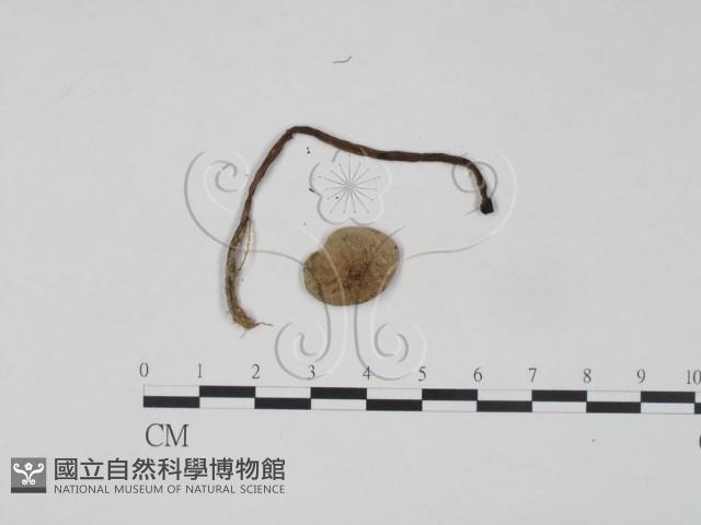 登錄號:F0021933藏品圖，第3張