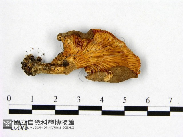 登錄號:F0004933藏品圖，第3張