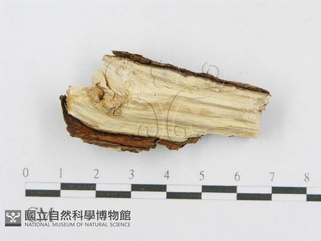 射脈菌屬藏品圖，第3張