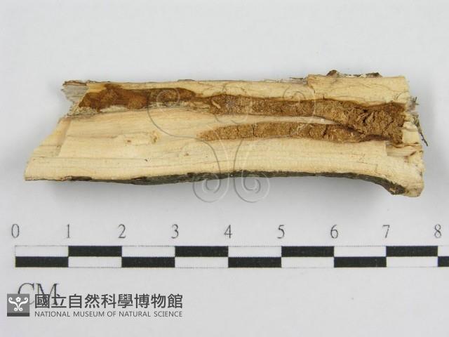 登錄號:F0012933藏品圖，第3張