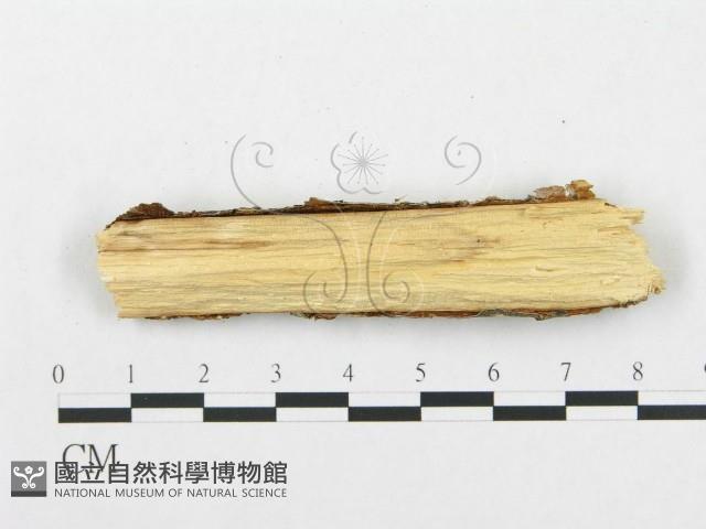 登錄號:F0017933藏品圖，第3張