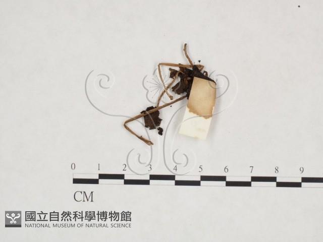 鬼傘屬藏品圖，第3張