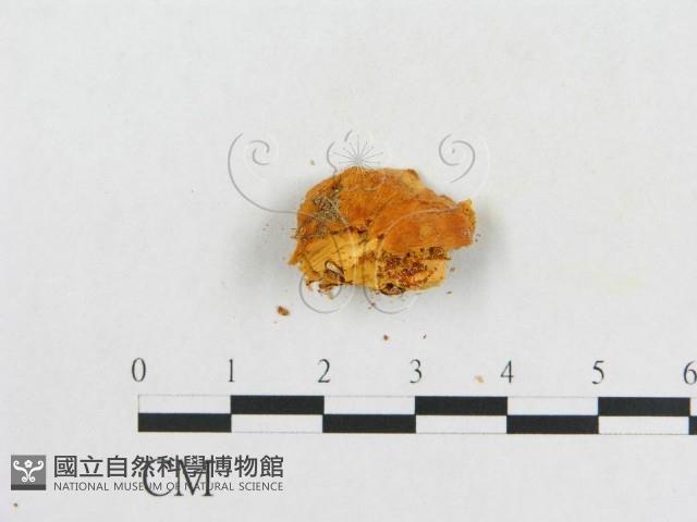 登錄號:F0005933藏品圖，第3張