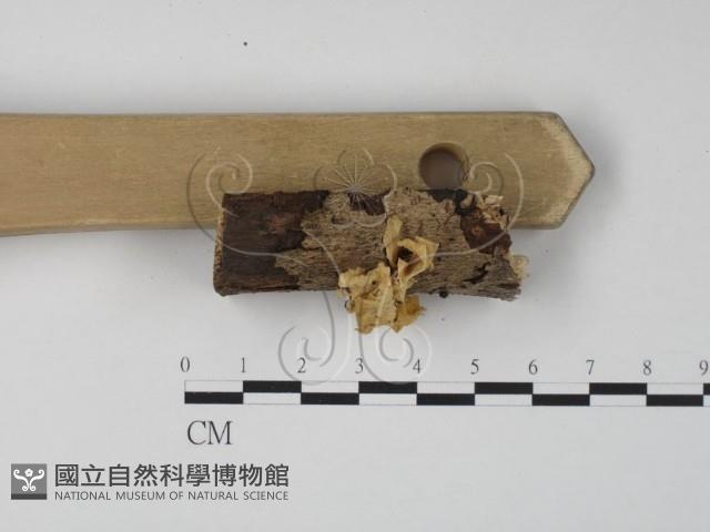 登錄號:F0009933藏品圖，第3張