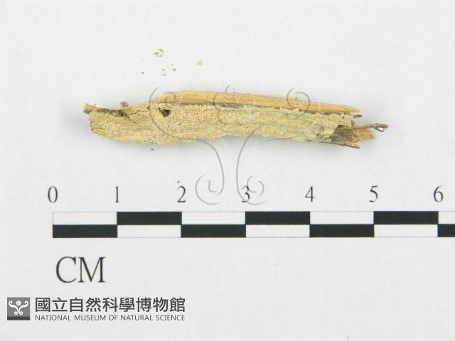 登錄號:F0019933藏品圖，第1張