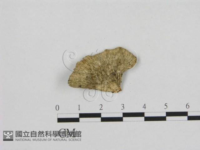 寡孔菌屬藏品圖，第3張