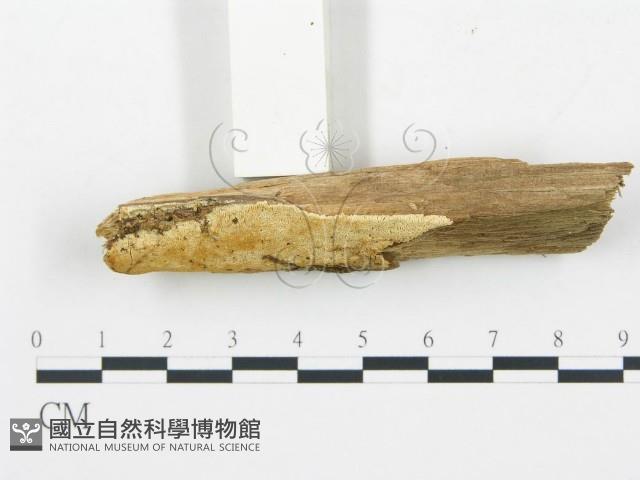 登錄號:F0013933藏品圖，第3張