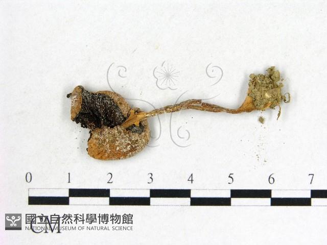 登錄號:F0000633藏品圖，第3張