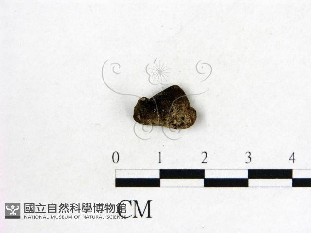 毛木耳藏品圖，第3張