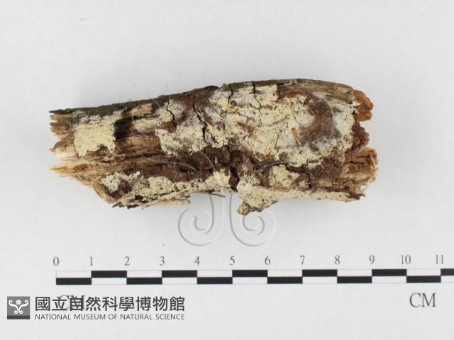 登錄號:F0026633藏品圖，第3張