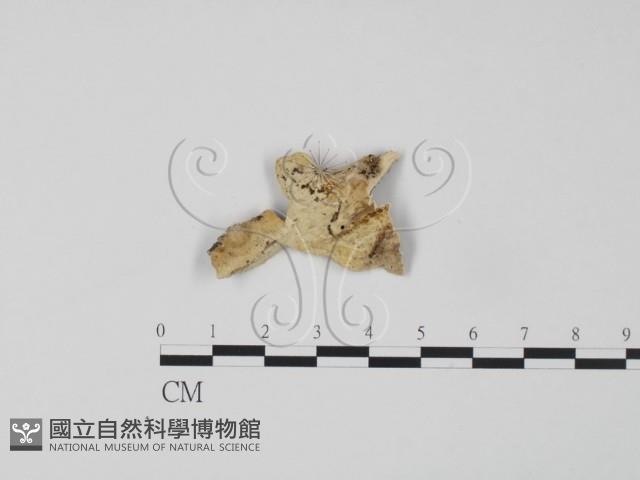 登錄號:F0006633藏品圖，第3張