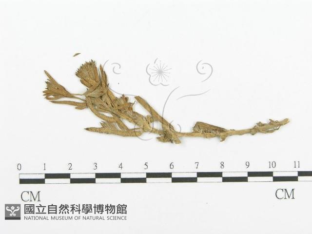 登錄號:F0011633藏品圖，第1張
