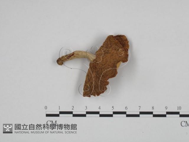 登錄號:F0024633藏品圖，第3張