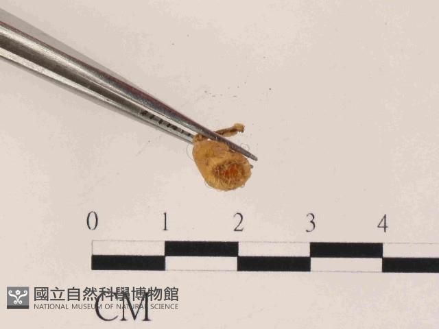 登錄號:F0014633藏品圖，第3張