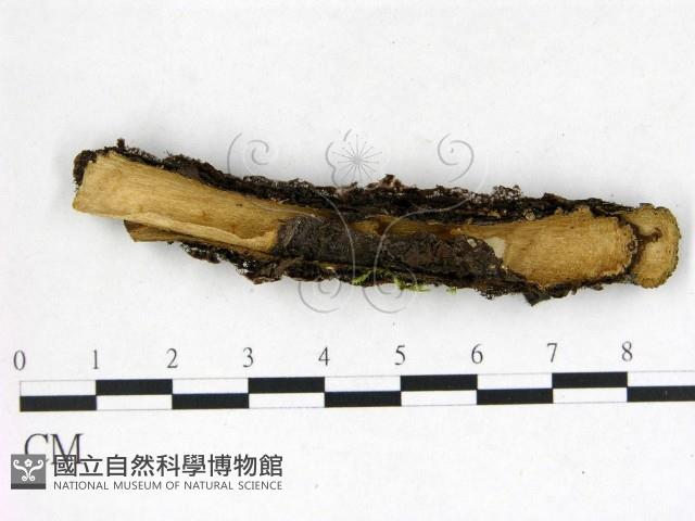 登錄號:F0022633藏品圖，第3張