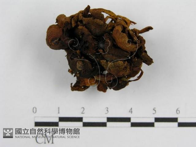 登錄號:F0002633藏品圖，第3張