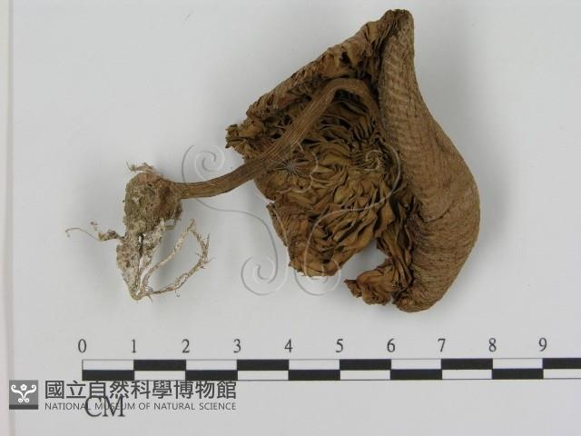 登錄號:F0012633藏品圖，第3張