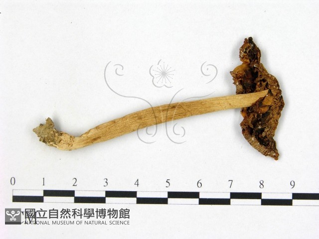 登錄號:F0007633藏品圖，第3張