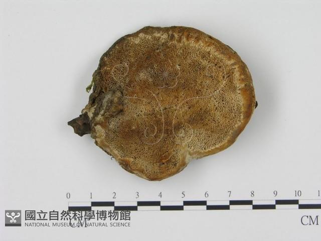 松生擬層孔菌藏品圖，第1張