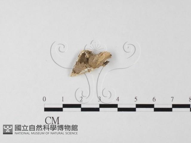 多年臥孔菌屬藏品圖，第3張