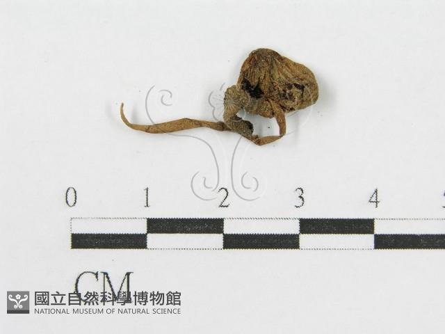 登錄號:F0015633藏品圖，第3張