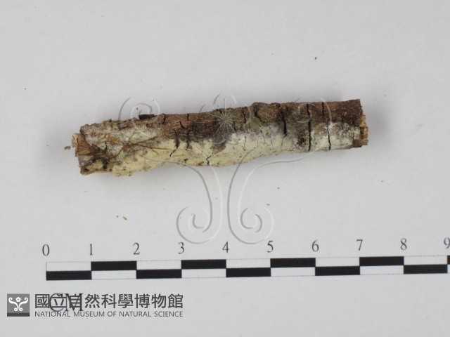 絲齒菌屬藏品圖，第3張