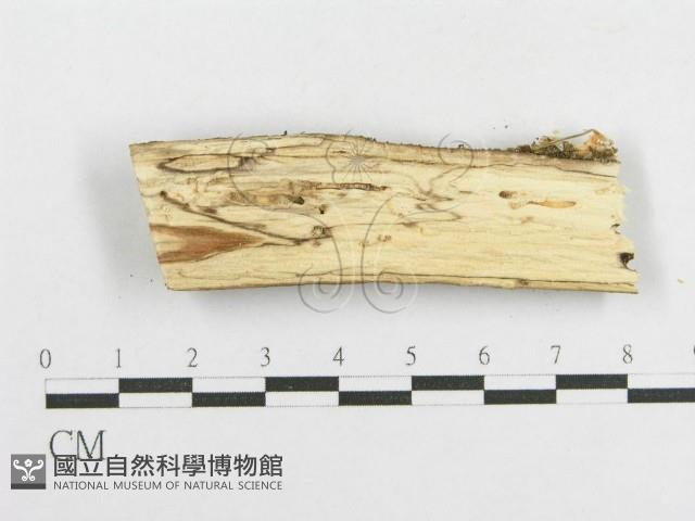 登錄號:F0003633藏品圖，第3張