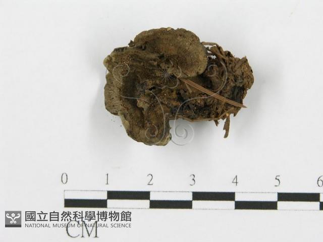 登錄號:F0013633藏品圖，第3張