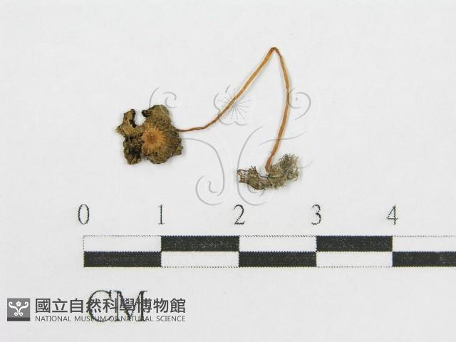 登錄號:F0008433藏品圖，第3張