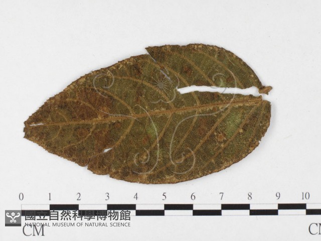 登錄號:F0026433藏品圖，第1張