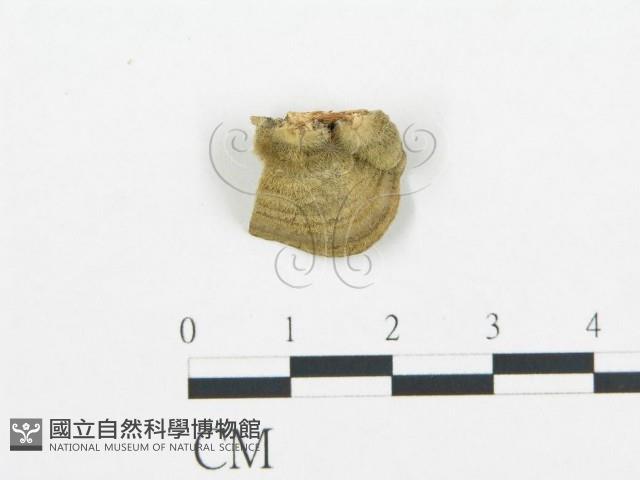 登錄號:F0006433藏品圖，第3張