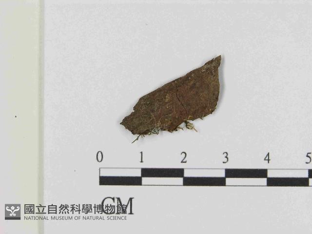 登錄號:F0021433藏品圖，第3張