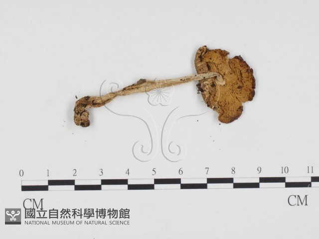 登錄號:F0024433藏品圖，第3張