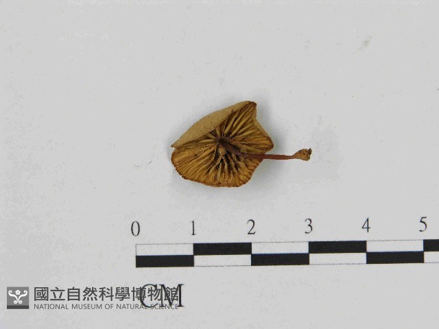 登錄號:F0014433藏品圖，第3張