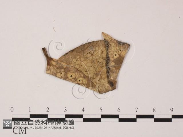 登錄號:F0022433藏品圖，第3張