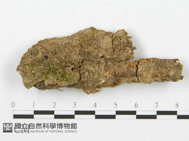登錄號:F0012433藏品圖，第3張