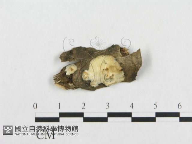 登錄號:F0017433藏品圖，第1張