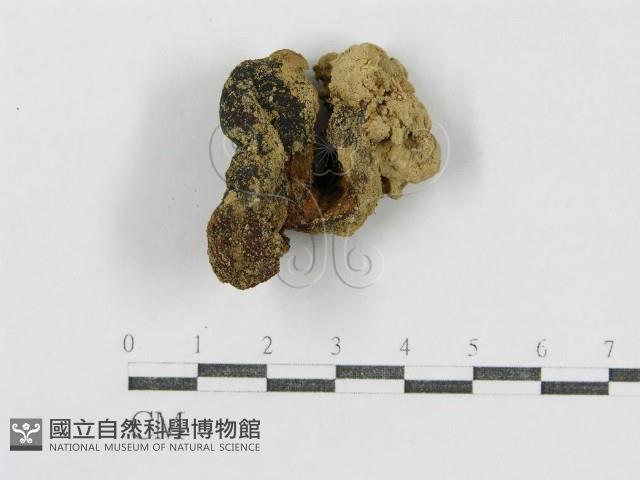 登錄號:F0005433藏品圖，第3張