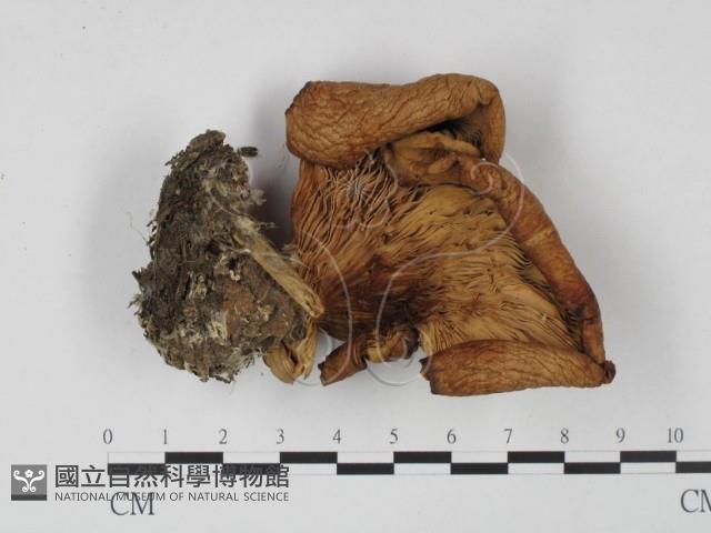 登錄號:F0015433藏品圖，第3張