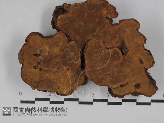 登錄號:F0029433藏品圖，第3張