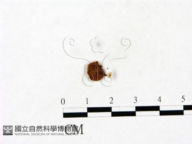 登錄號:F0023433藏品圖，第3張