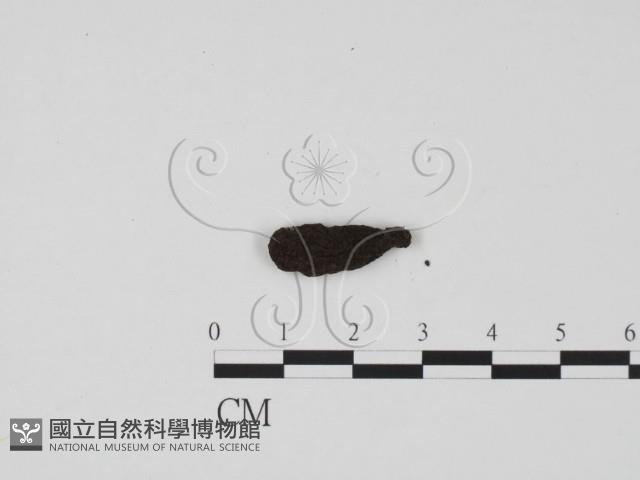 炭角菌屬藏品圖，第3張