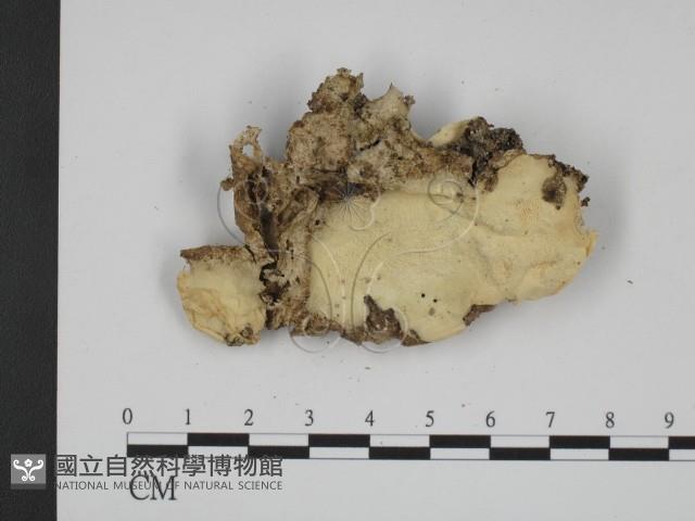 登錄號:F0013433藏品圖，第3張